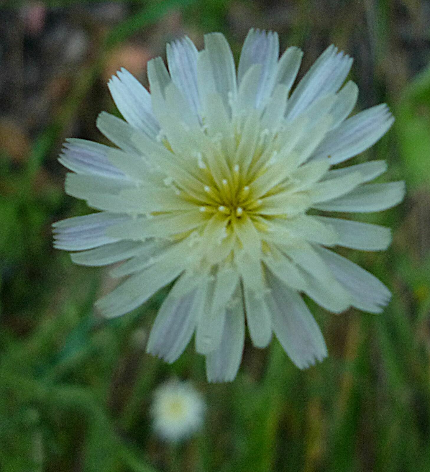 High Resolution Rafinesquia californica Flower